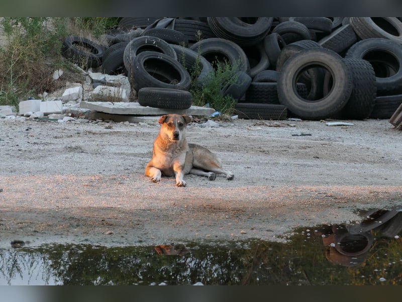 Nika sucht ein ruhiges Zuhause