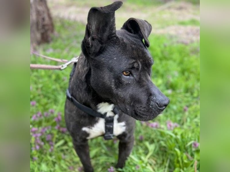 LUNA - liebenswerte Kampfschmuserin sucht ihr Zuhause in Österreich