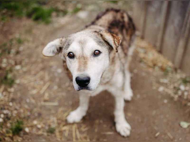 liebenswerter Senior sucht dringend ein liebevolles Zuhause