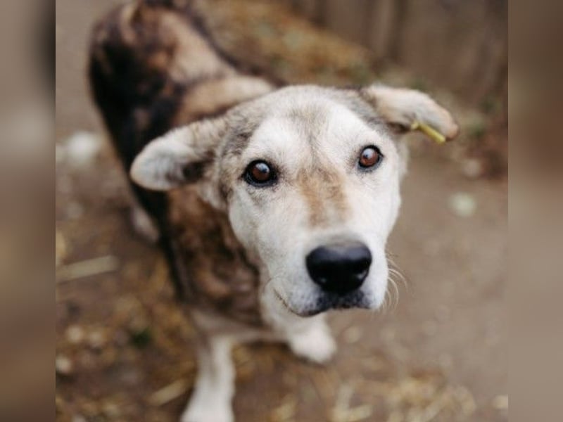 liebenswerter Senior sucht dringend ein liebevolles Zuhause