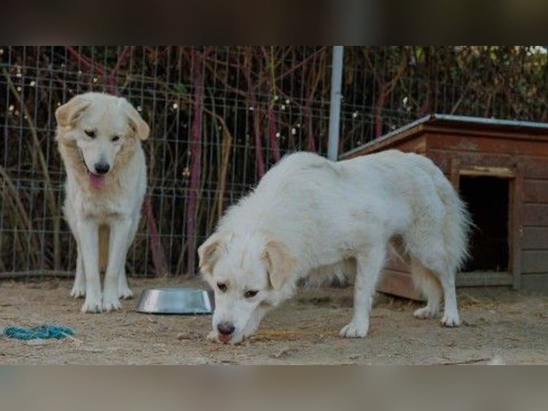 wunderschöne, liebe Wani