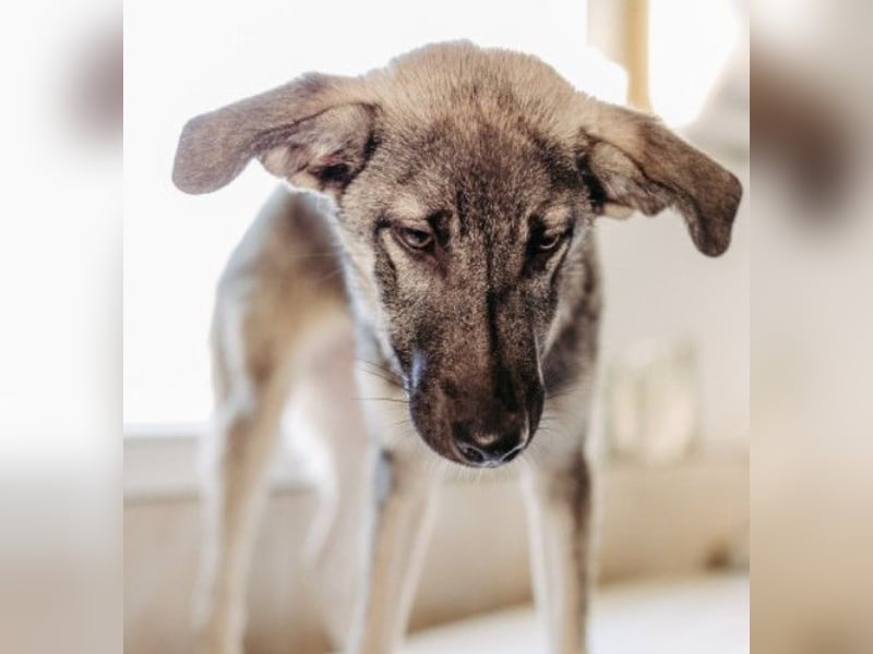 GLENNIE - verspielt & fröhlich