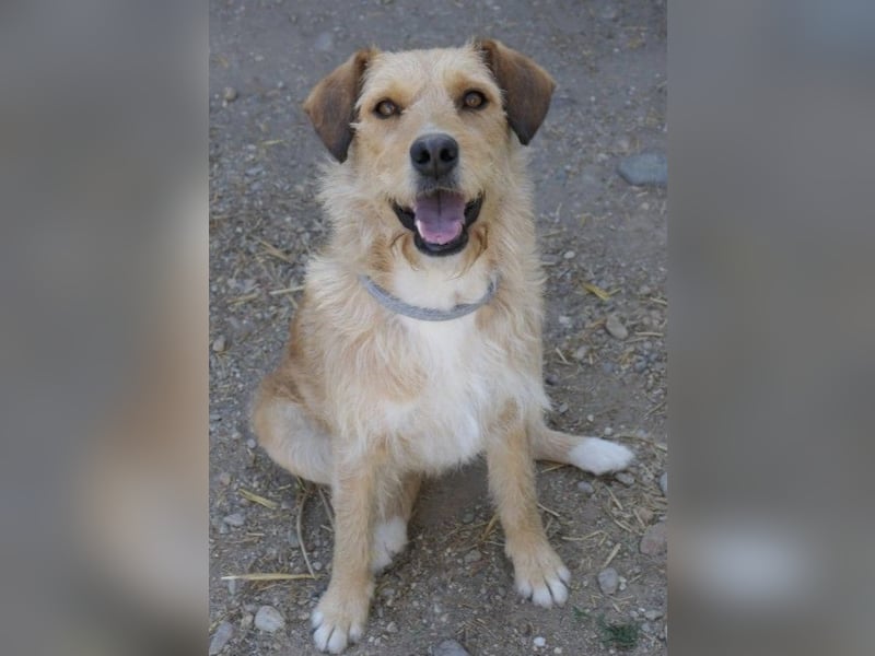 Lilli sucht Menschen mit denen sie ausgiebig kuscheln kann