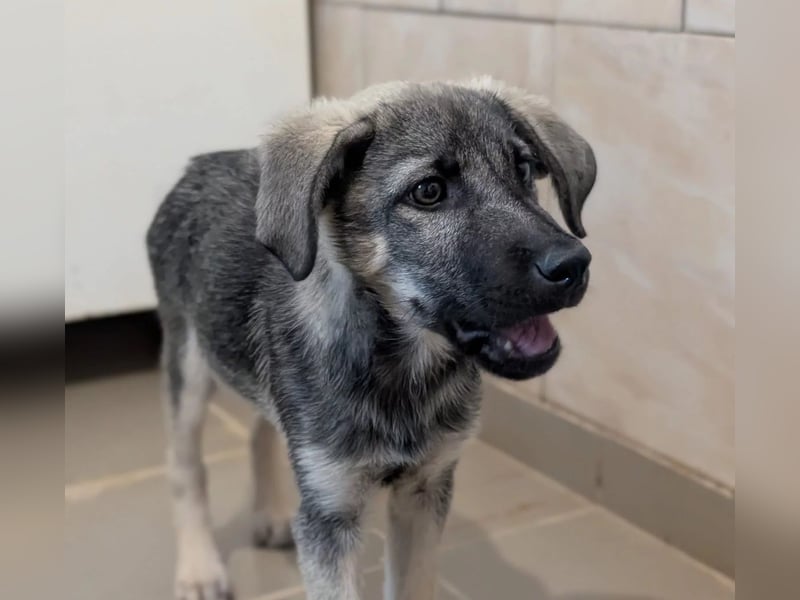 GLENNIE - verspielt & fröhlich