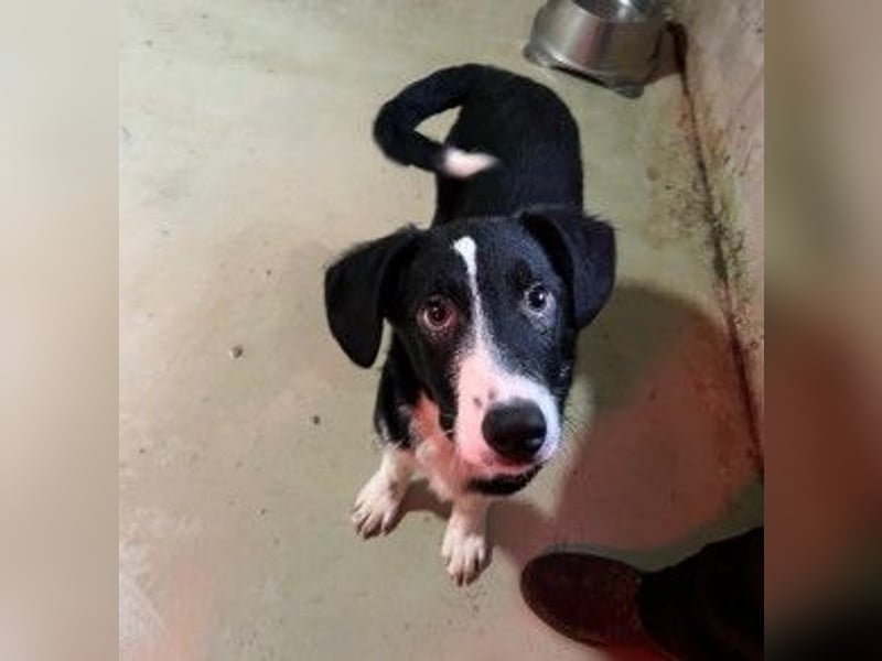 zauberhafter Junghund Chess