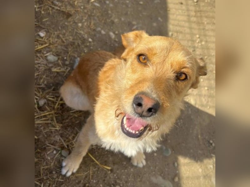 Lilli sucht Menschen mit denen sie ausgiebig kuscheln kann