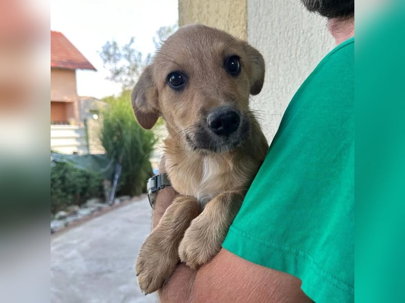 Gaio - liebenswerter Junghund sucht seine Menschen