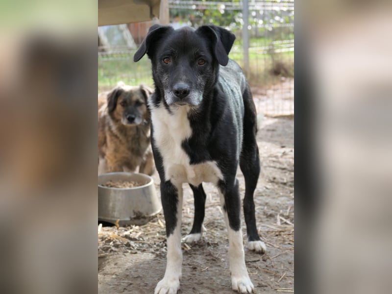 Negry-unsicherer Rüde sucht sicheres Zuhause