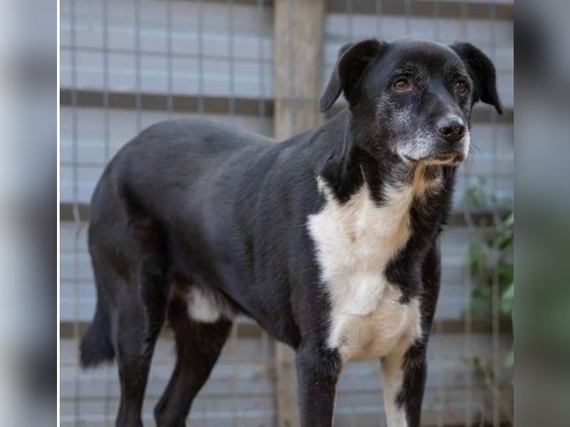 schüchterner Negry sucht dringend seine Familie