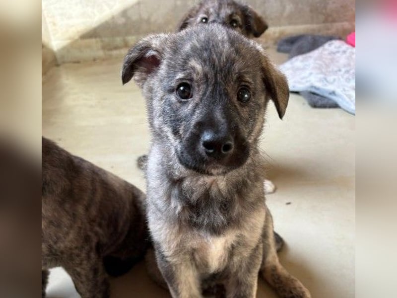 zauberhafter, lieber Welpenjunge Orion