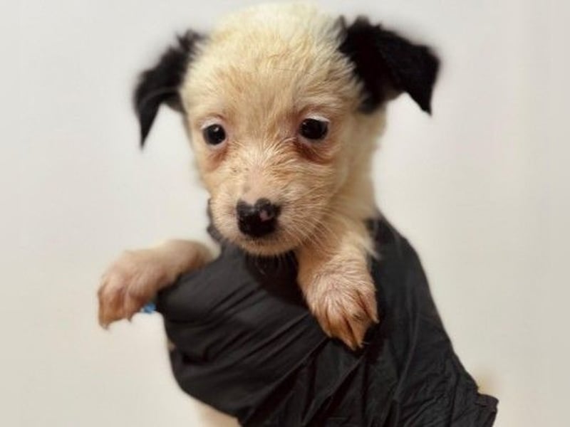 Mulan - zauberhafte Welpenmaus sucht ihre Herzensmenschen