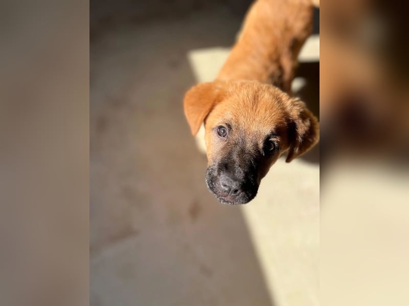 fröhlicher & liebenswerter Tux sucht seine Familie