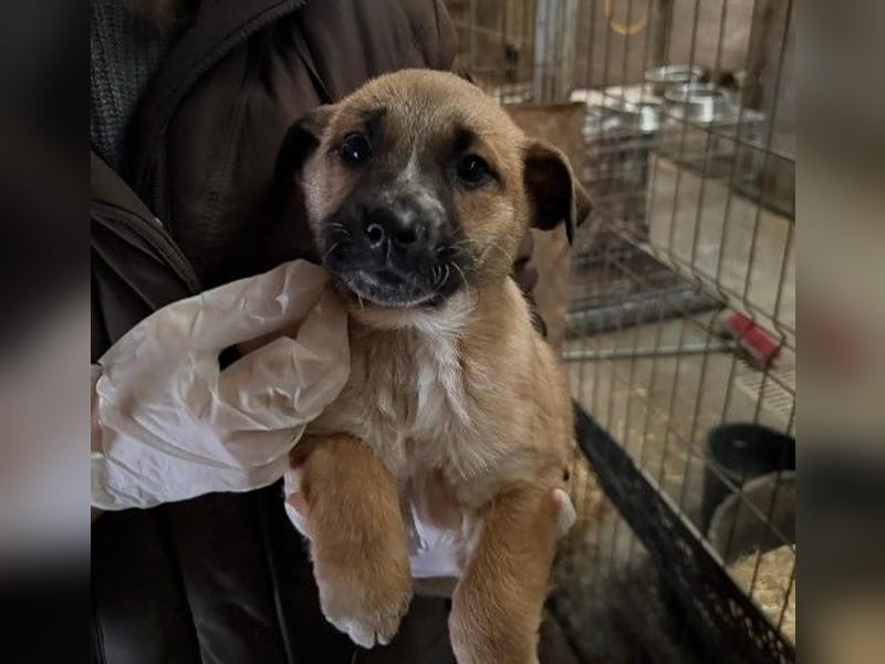 Leni, ganz zauberhafte kleine Welpin auf der Suche nach einem liebevollen Zuhause