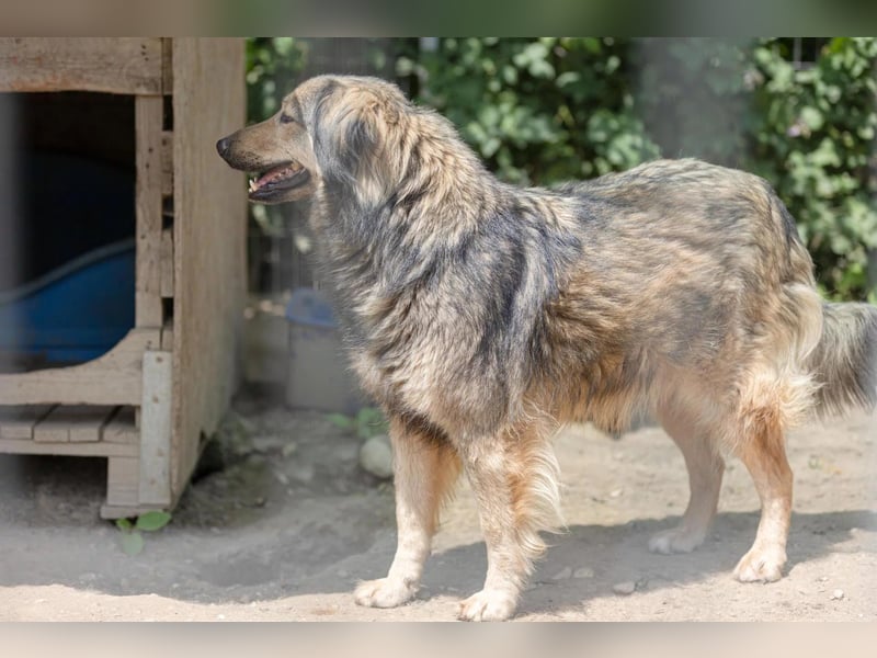 ZORAN - wunderschöner Rüde sucht geborgenes Zuhause