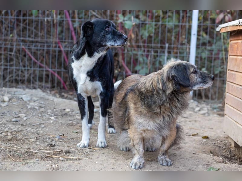 Sanfter, vorsichtiger Negry sucht sein Zuhause