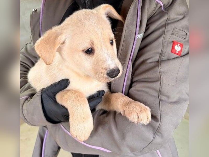 zauberhafter, lieber Welpe Kiri