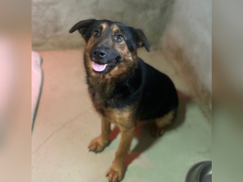 liebe, wunderschöne Donna