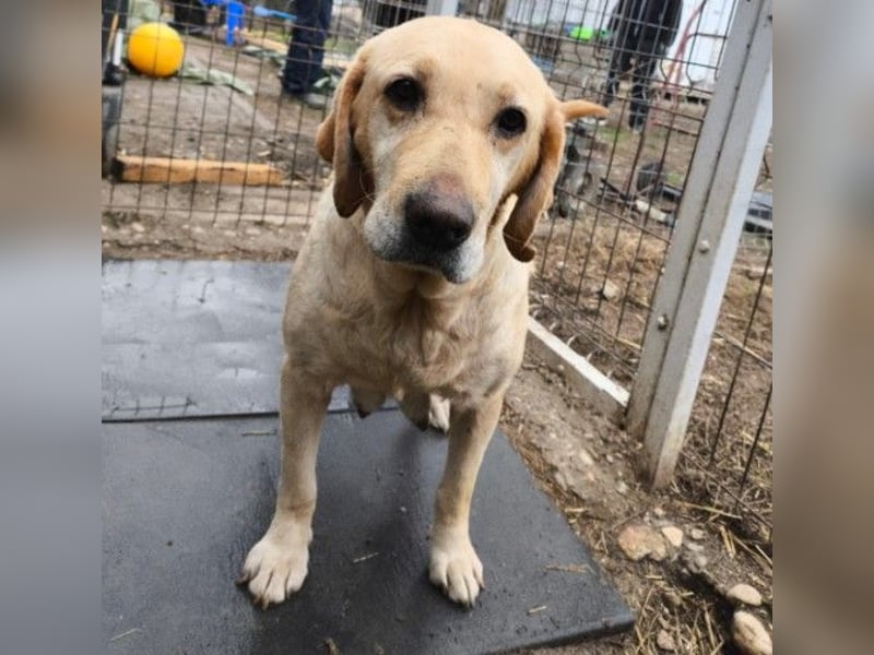 Liebe, freundliche Esa sucht ihre Menschen