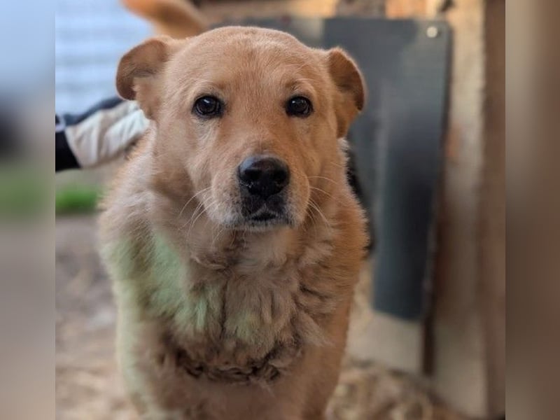 lieber Ferdinand wartet auf ein liebes Zuhause