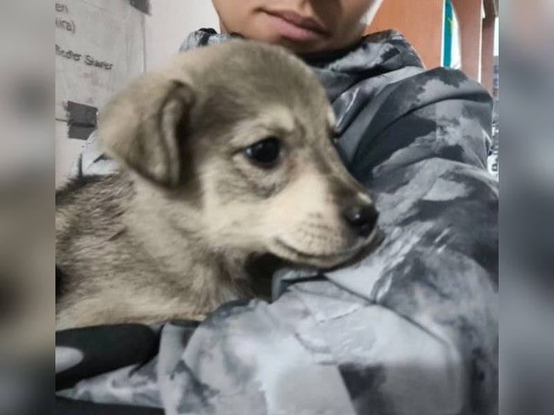 Zauberhafter Welpenjunge Welpe 1