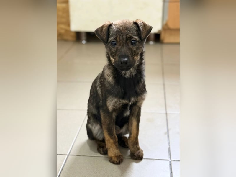 Junghündin Wendy sucht ihre Menschen