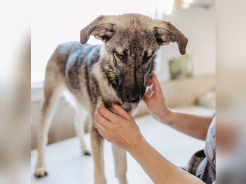 GLENNIE - verspielt & fröhlich