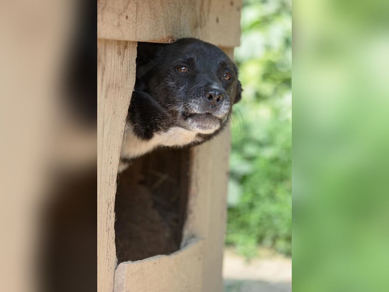 Sanfter, vorsichtiger Negry sucht sein Zuhause