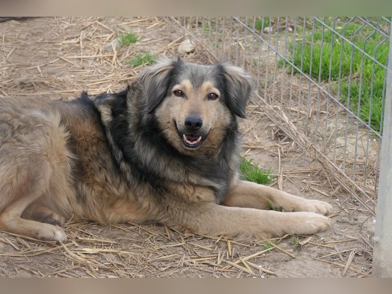 Zoran, zaghafter Rüde wartet auf seine Herzensmenschen