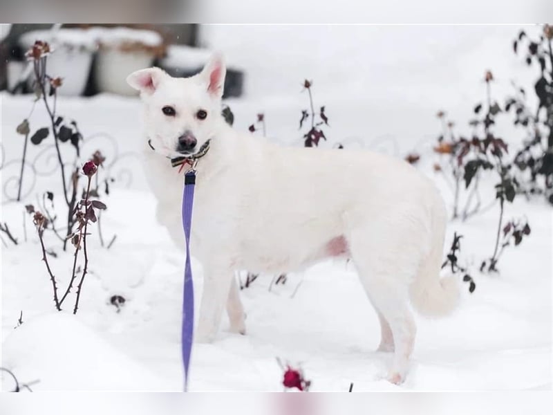 CAPRICE- hat einjähriges Leben verdient