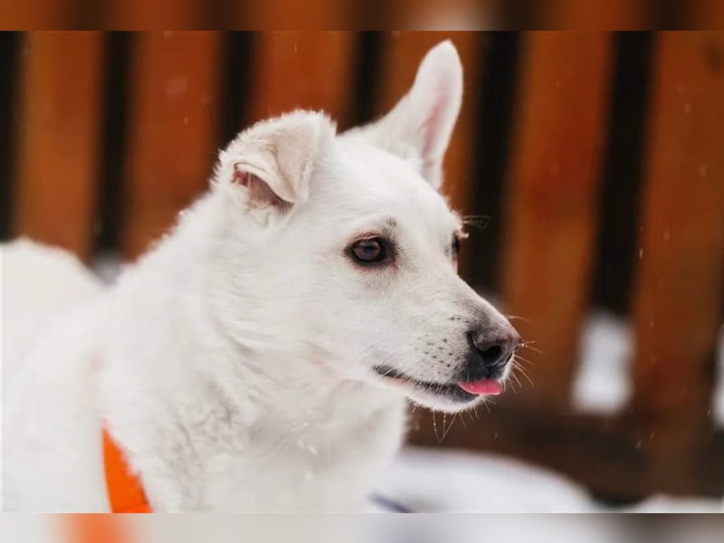 CAPRICE- hat einjähriges Leben verdient