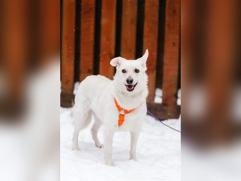 CAPRICE- hat einjähriges Leben verdient