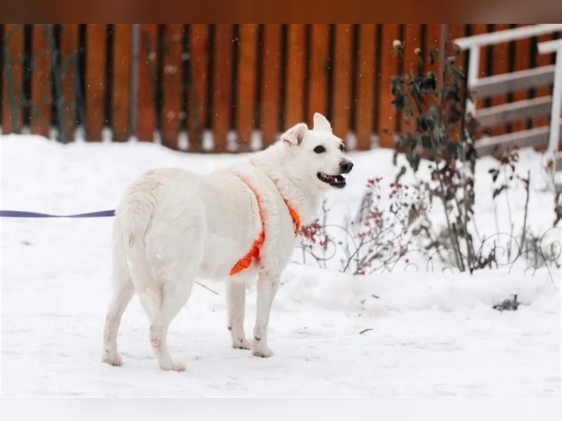 CAPRICE- hat einjähriges Leben verdient