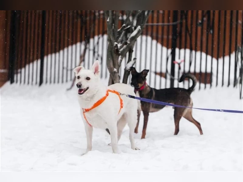 CAPRICE- hat einjähriges Leben verdient
