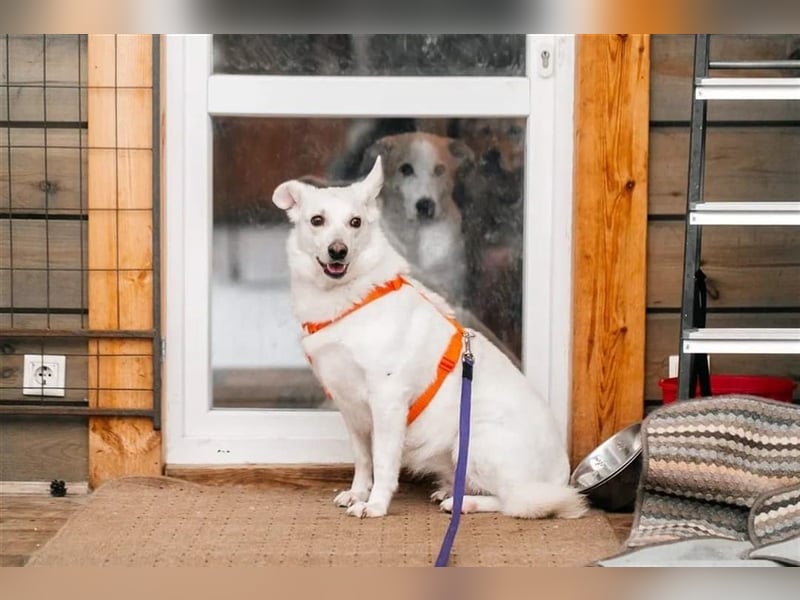 CAPRICE- hat einjähriges Leben verdient