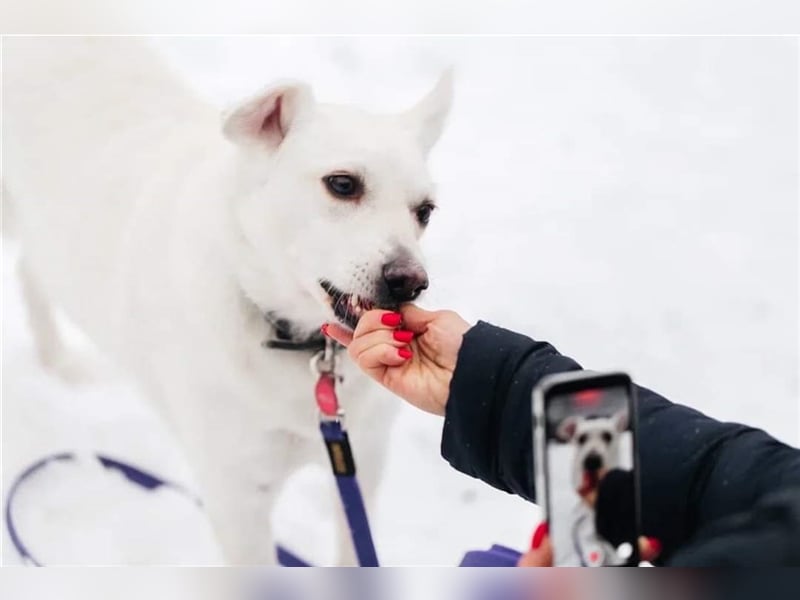 CAPRICE- hat einjähriges Leben verdient
