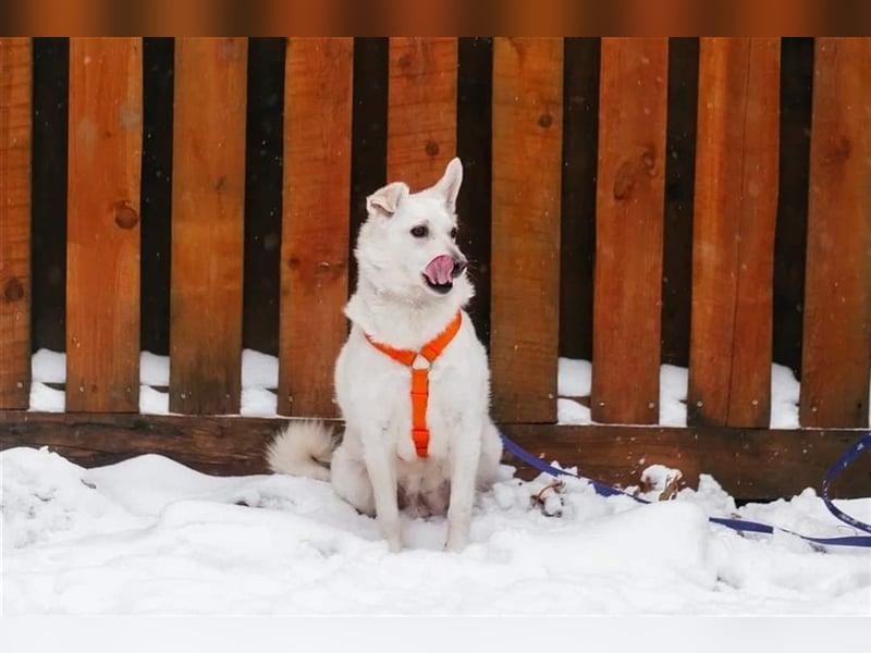 CAPRICE- hat einjähriges Leben verdient