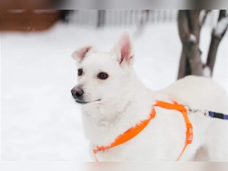 CAPRICE- hat einjähriges Leben verdient