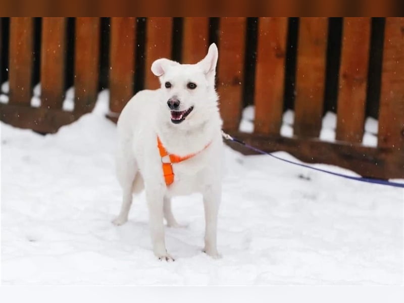 CAPRICE- hat einjähriges Leben verdient