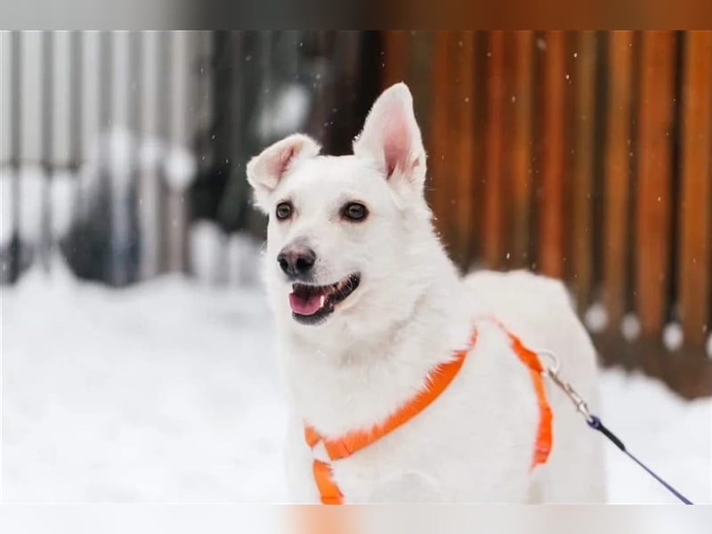 CAPRICE- hat einjähriges Leben verdient