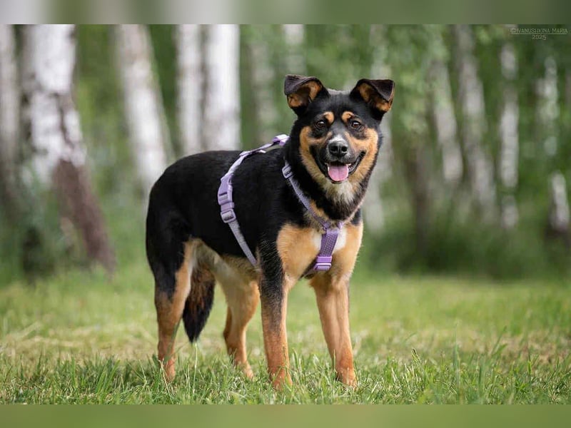 Kluge Lusha sucht ihre  Menschen