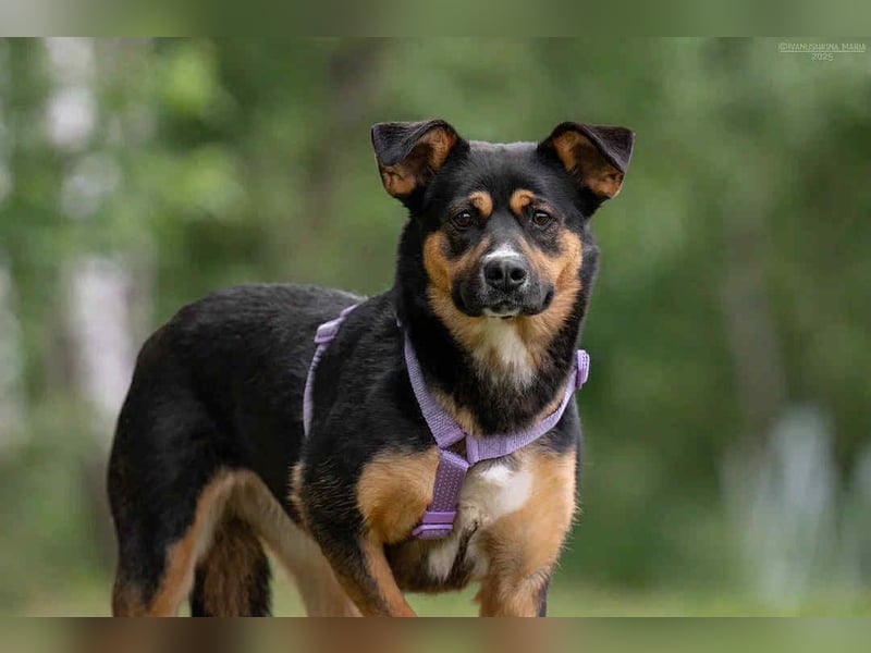 Kluge Lusha sucht ihre  Menschen