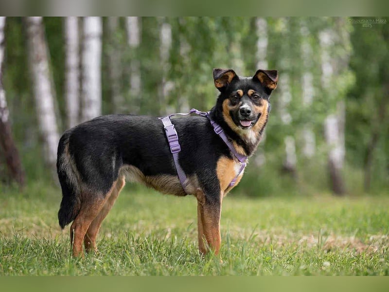 Kluge Lusha sucht ihre  Menschen