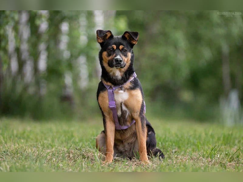 Kluge Lusha sucht ihre  Menschen
