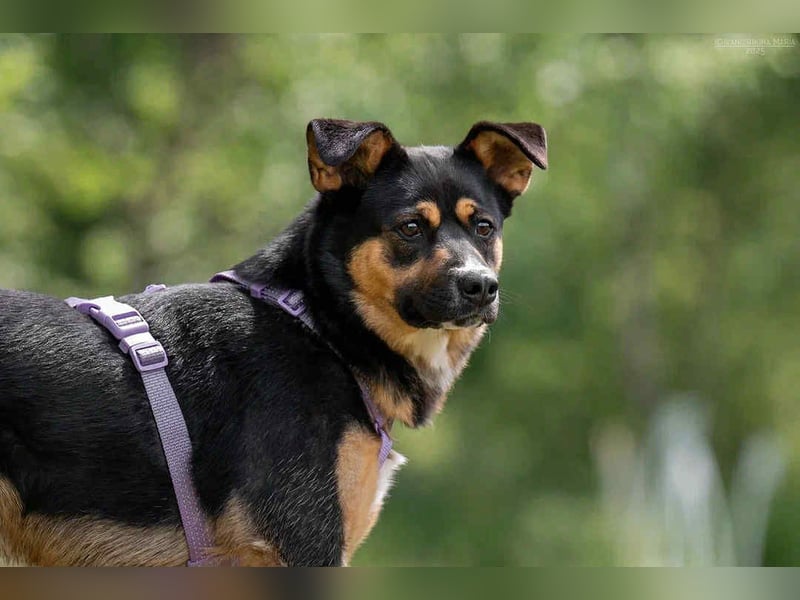 Kluge Lusha sucht ihre  Menschen