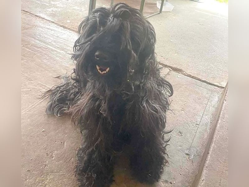 superlieber Familienhund POLDI - 2 Jahre, 42cm - Puli-Schnauzer-Mix