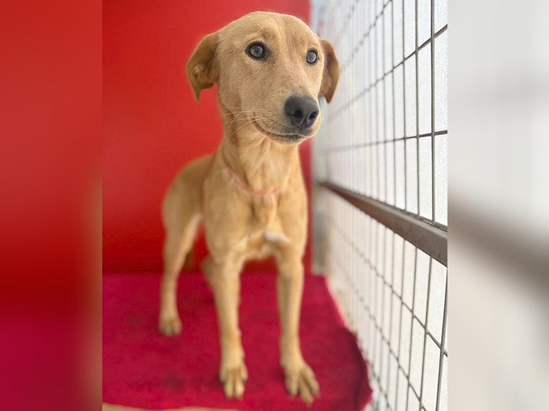 Seelenhündin BAMBI - 9 Monate, 45cm/15kg - Mischling