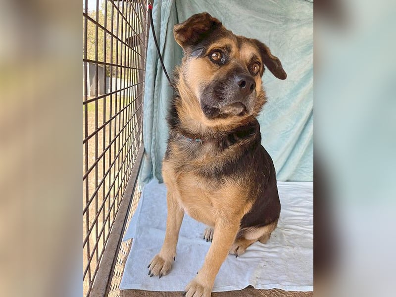 ❤️❤️❤️ lieber Kuschelbär BANDI - 6,5 Jahre, 42cm/20kg - Mischling