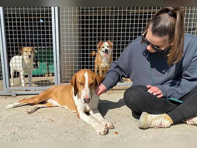 ❤️ superliebe Schmusemaus ABINA - 6 Jahre, 50cm/25kg - Balkan-Bracken-Mix