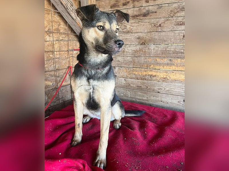 ❤️❤️❤️ WIFI auf der Suche nach Liebe - 9 Monate, 42cm/15kg