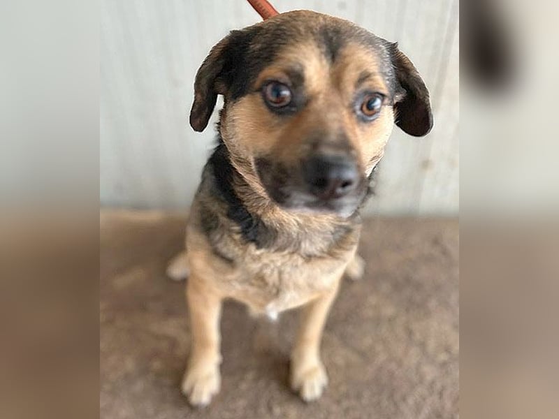 ❤️❤️❤️ lieber Kuschelbär BANDI - 6,5 Jahre, 42cm/20kg - Mischling